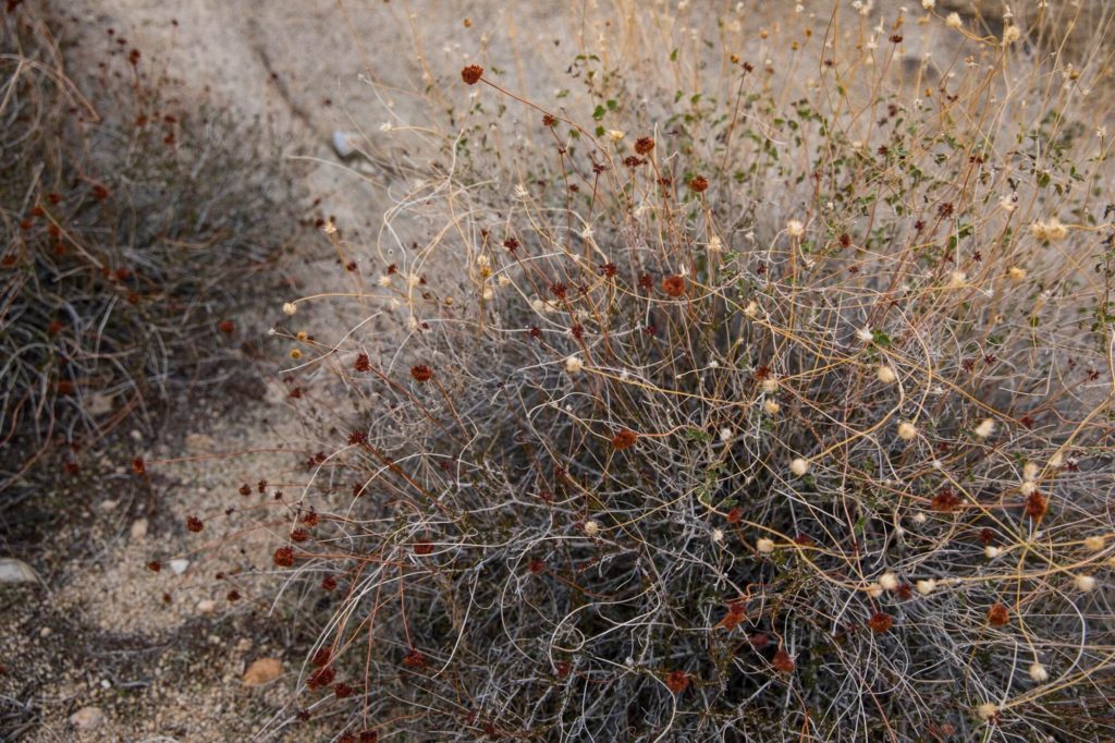 Healthy guide to Joshua Tree