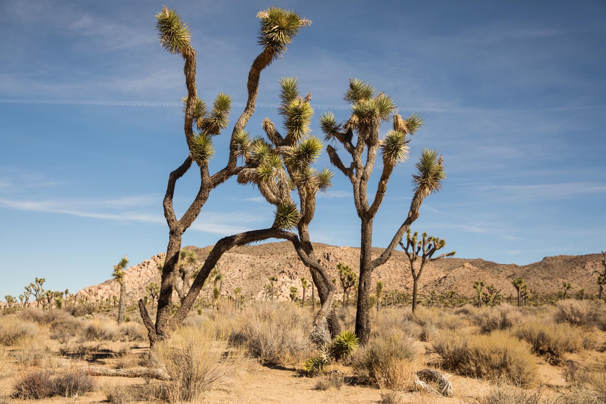 Healthy guide to Joshua Tree