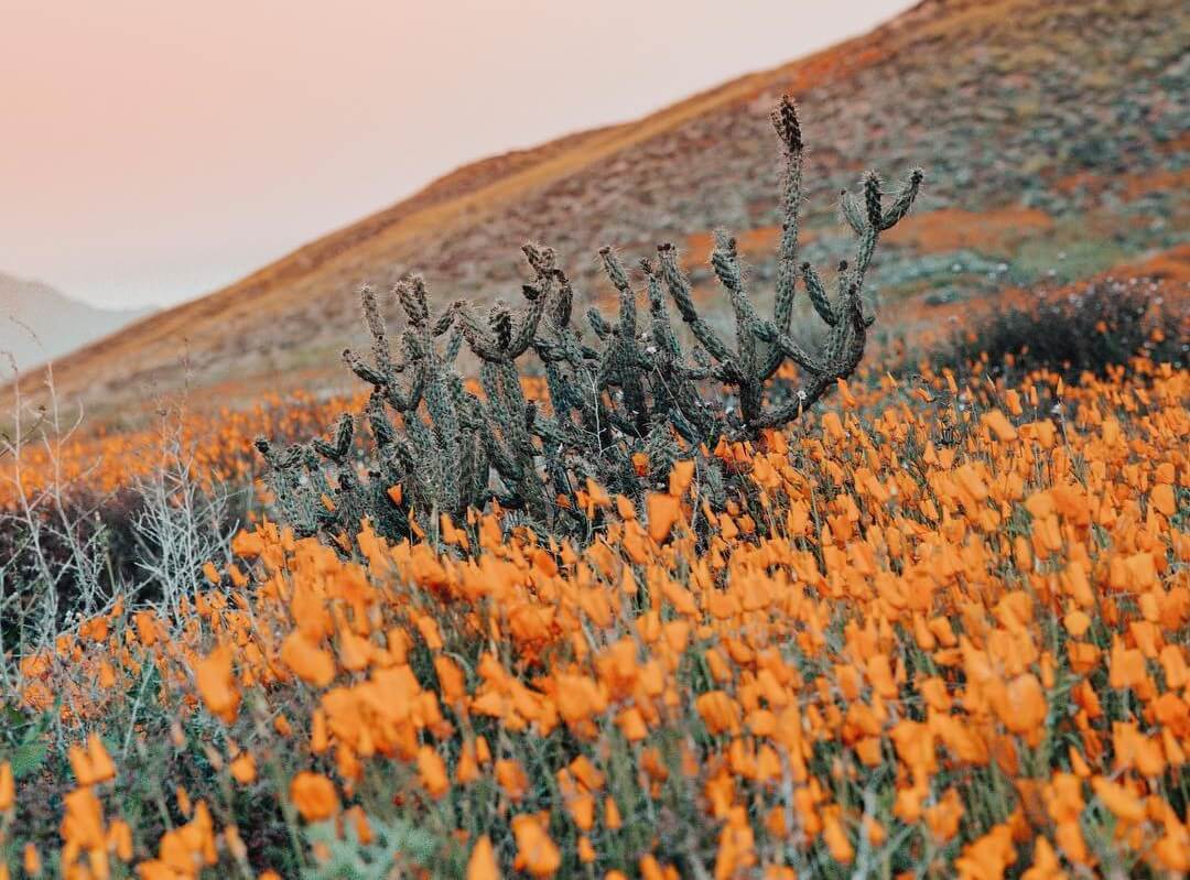 California's super bloom destroyed by instagram